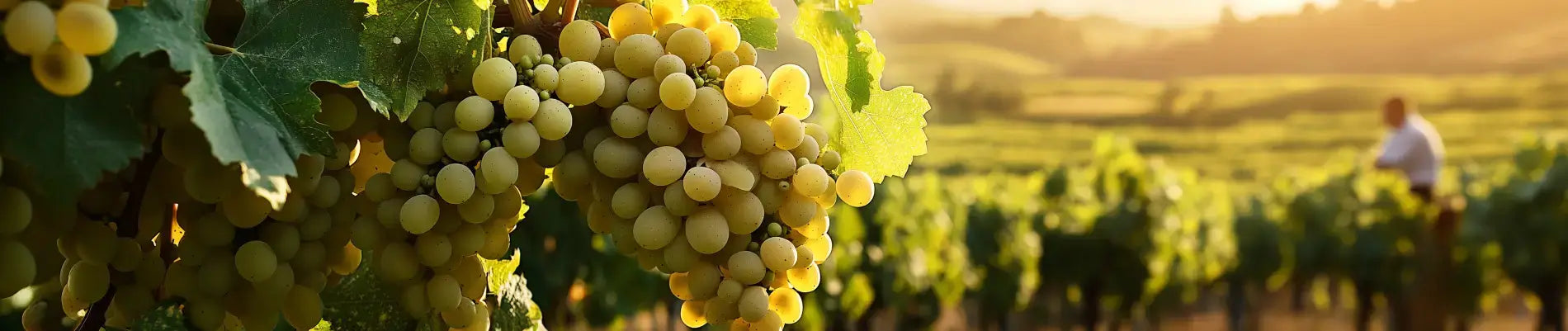 Hvad-er-chardonnay