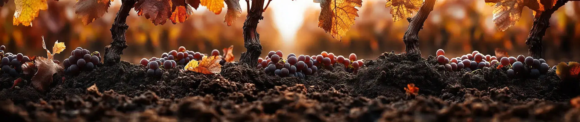 Hvad betyder terroir