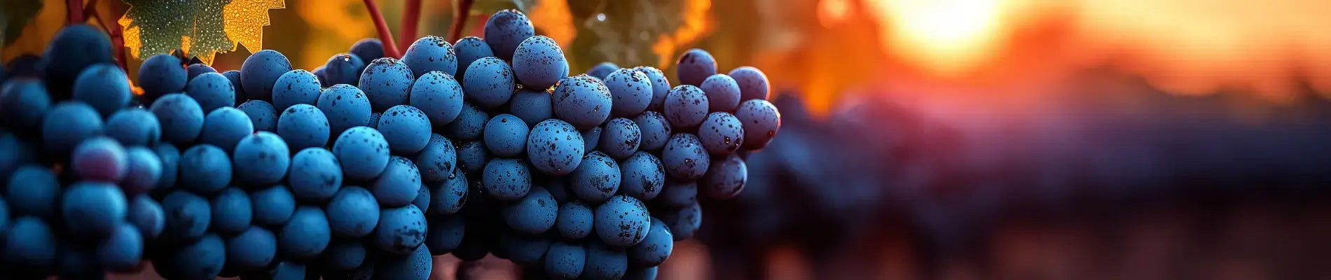 Hvad er cabernet franc