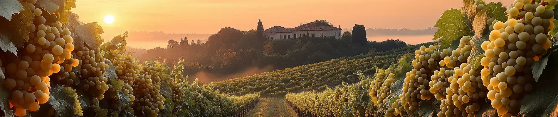 Hvad er garganega