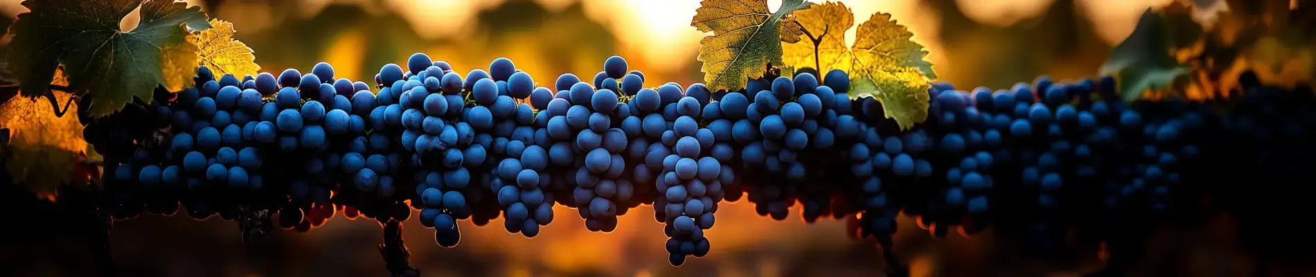 Hvad er mourvèdre
