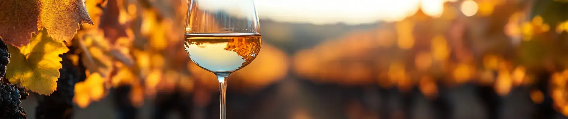 Hvad er pinot blanc
