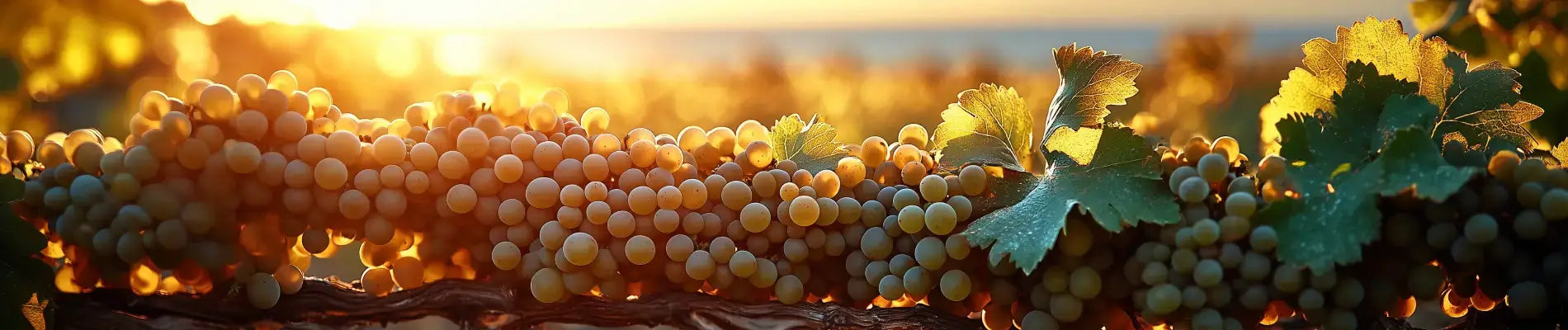 Hvad er vermentino
