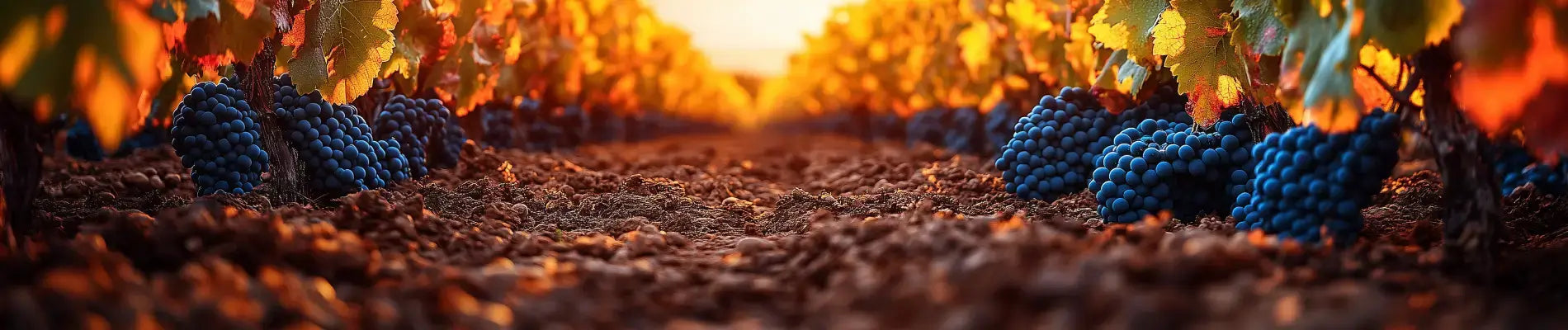 Hvad er vitis vinifera