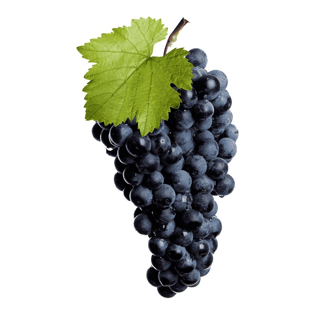 Barbera